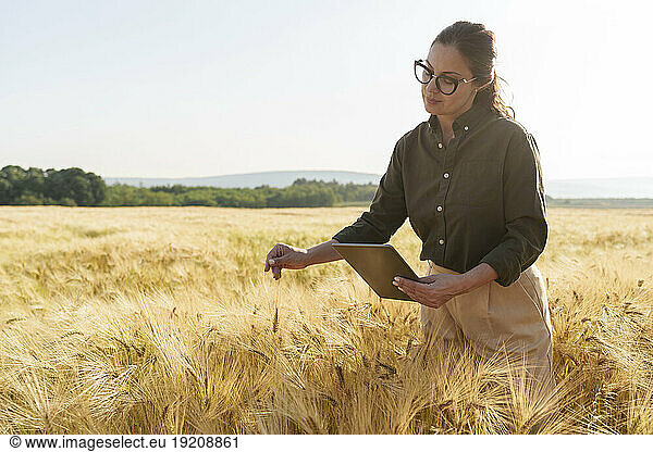 Agronomist with tablet PC examining barley crops at field