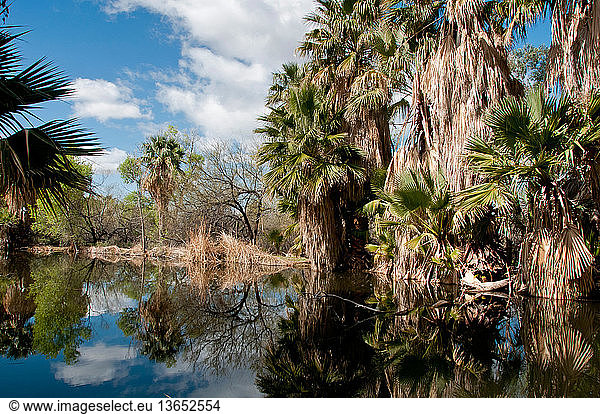Agua Caliente Regional Park  Tuscon  Arizona.
