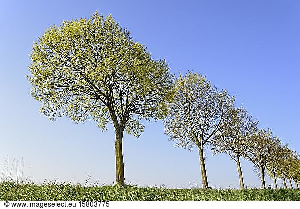 Ahorn (Acer),  Baumreihe im Frühling mit blauem Himmel,  Blütezeit,  Nordrhein-Westfalen,  Deutschland,  Europa