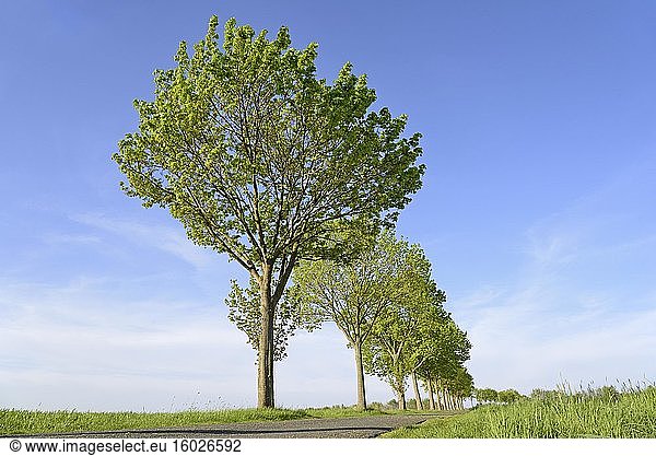 Ahorn (Acer)  Baumreihe an einer Landstraße  blauer Himmel  Nordrhein-Westfalen  Deutschland  Europa