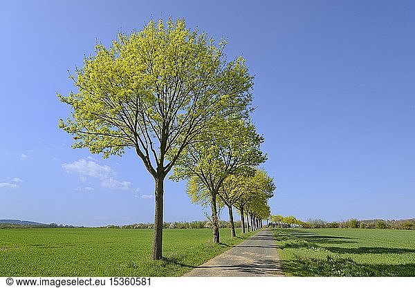 Ahorn (Acer)  Baumreihe im Frühling an einer Straße vor blauem Himmel  Nordrhein-Westfalen  Deutschland  Europa