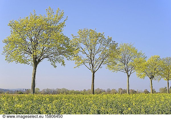 Ahorn (Acer) Baumreihe im Frühling mit blauem Himmel auf einem Rapsfeld (Brassica napus) Blütezeit Nordrhein-Westfalen Deutschland Europa