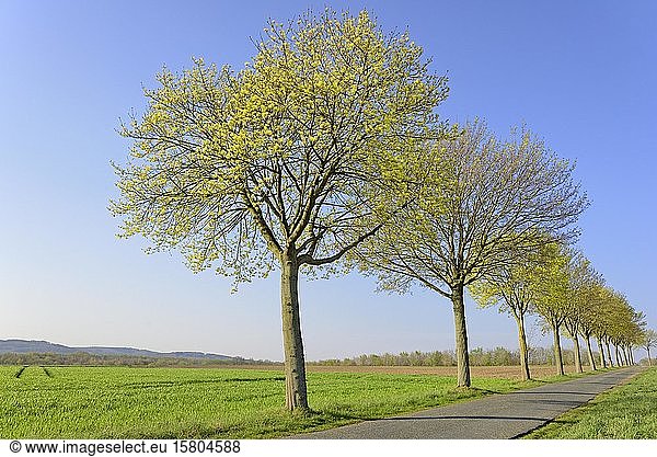 Ahorn (Acer) Baumreihe im Frühling mit blauem Himmel Blütezeit Nordrhein-Westfalen Deutschland Europa