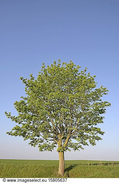 Ahorn (Acer) Solitärbaum am Feldrand blauer Himmel Nordrhein-Westfalen Deutschland Europa