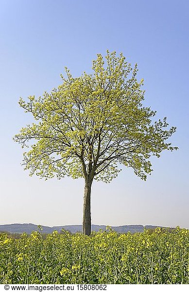 Ahorn (Acer)  Solitärbaum im Frühling mit blauem Himmel auf einem Rapsfeld (Brassica napus)  Blütezeit  Nordrhein-Westfalen  Deutschland  Europa