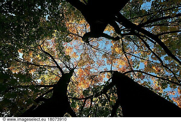 Ahornbäume im Herbst  Laubbaum  Laubbäume  Europa  von unten  fallen  Querformat  horizontal  Ausschnitt  Detail