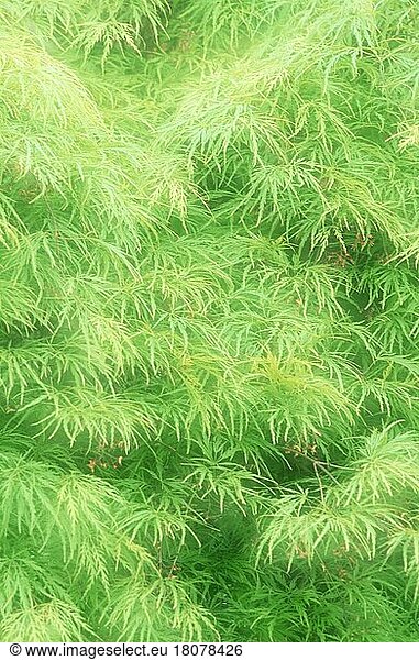 Ahornbaum im Frühling (Acer palmatum dissectum)  Grüner Japanischer Schlitzahorn im Frühling  Ahorngewaechse  Aceraceae  grün  Frühling  Frühling  vertikal  Doppelbelichtung  doppelt belichtet  weich