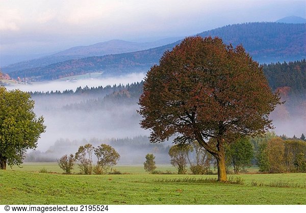 Ahornbaum im Herbst und im unteren Highland Bereiche des Bayerischen Waldes  Nationalpark Bayerischer Wald  Nebel in Depressionen  kultiviert Land mit Wiesen und Bäumen  montane Wald  Bayern