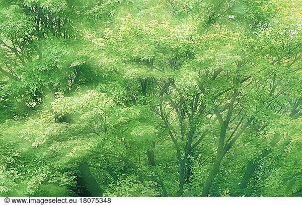 Ahornbaum  Laubbaum  Laubbäume  Sträucher  Strauch  Ausschnitt  Detail  grün  Frühling  Doppelbelichtung  abstrakt  Querformat  horizontal  Fächerahorn (Acer palmatum)  Japan  Asien