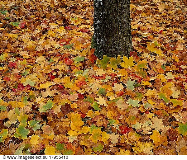 Ahornblätter in Herbstfärbung  Baumstamm