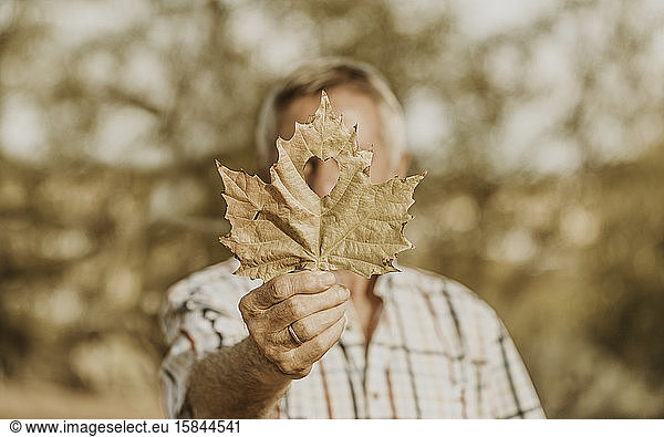 Ahornblatt mit herzförmigem Schnitt von einem alten Mann gehalten