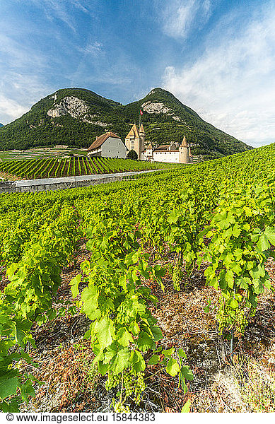 Aigle Castle and vineyards  canton of Vaud  Switzerland