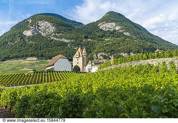 Aigle Castle surrounded by vineyards  canton of Vaud  Switzerland