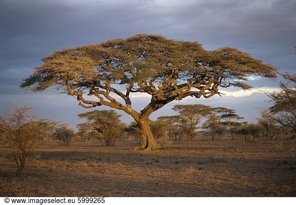 Akazie Baum (Acacia Tortilis)  Serengeti  Tansania  Ostafrika  Afrika