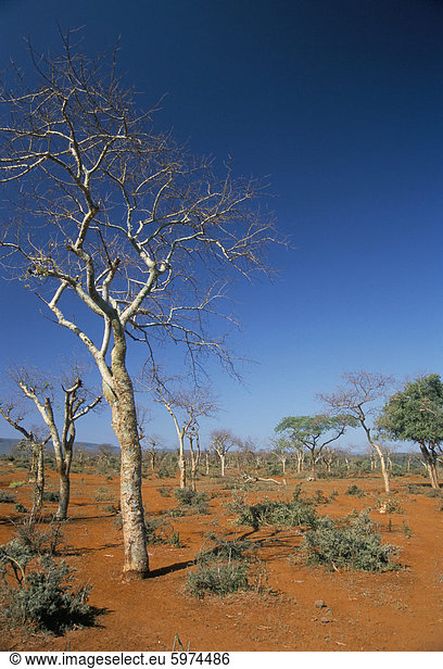 Akazien auf roten Böden  in der Nähe von Goba  Southern Highlands  Äthiopien  Afrika