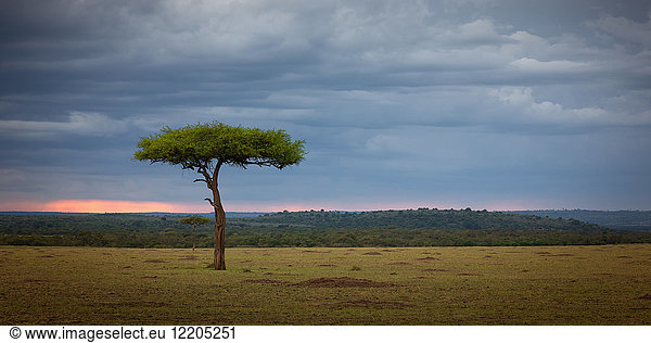 Akazienbaum  Masai Mara  Kenia  Ostafrika  Afrika