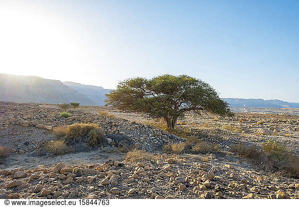 Akazienbaum und Wüstenlandschaft bei Masada  Israel