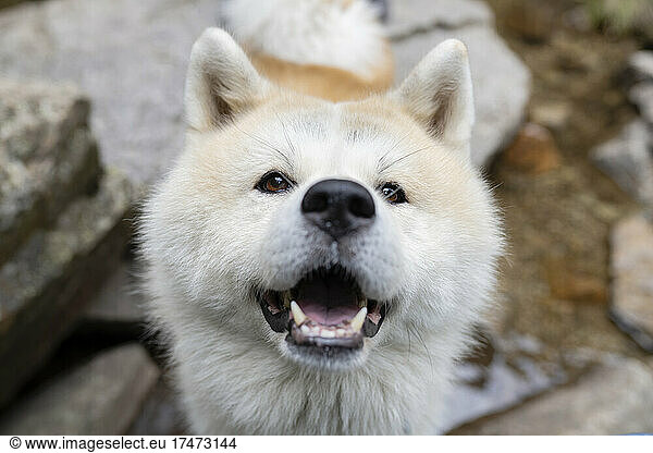 Akita dog with mouth open on rock