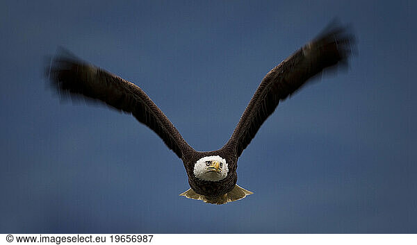 Alaska2010.-A Bald Eagle flies over in Homer Alaska.