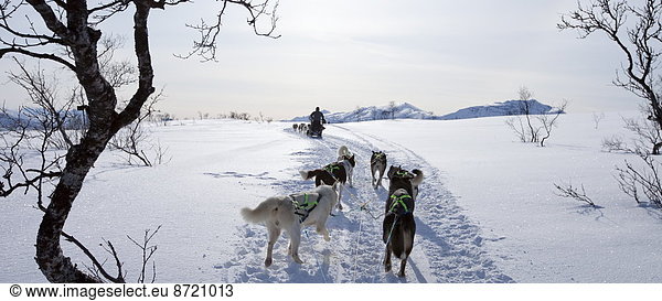 Alaskan Huskies dog-sledding at Villmarkssenter wilderness centre on Kvaloya Island  Tromso in Arctic Circle  Northern Norway
