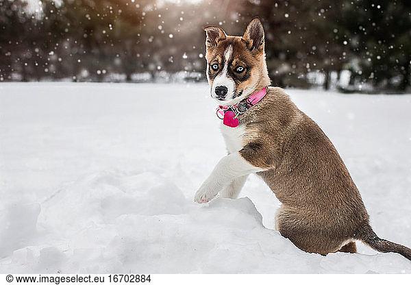 Alaskan Husky puppy dog happy and playing in the cold winter snow