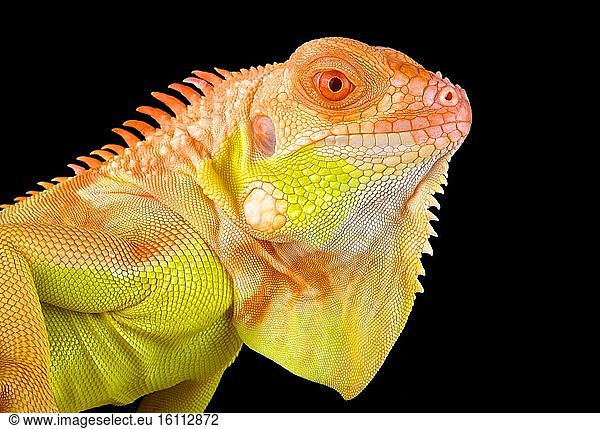 Albino Iguana. Albinism is an absence of pigmentation or coloration ...