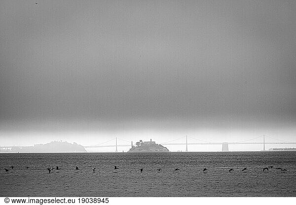 Alcatraz and the Bay Bridge in moody fog with pelicans