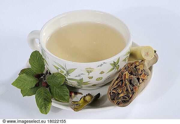 Alder buckthorn (Rhamnus frangula) Alder buckthorn bark  cup Alder buckthorn bark tea