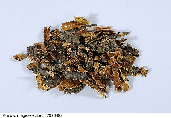 Alder buckthorn (Rhamnus frangula) Saprophyte bark  buckthorn (Rhamnaceae)