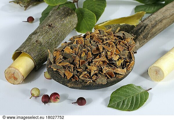 Alder buckthorn (Rhamnus frangula) Saprophyte bark  buckthorn (Rhamnaceae)