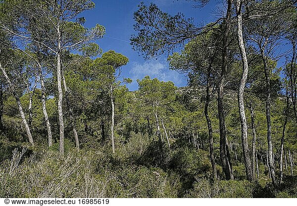 Aleppo-Kiefern  Wald am Hang des Puig de Randa  Llucmajor  Mallorca  Balearen  Spanien.