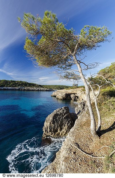 Aleppo pine (Pinus halepensis)  at Natural Park of Mondrago  Santanyi  Majorca  Balearic Islands  Spain