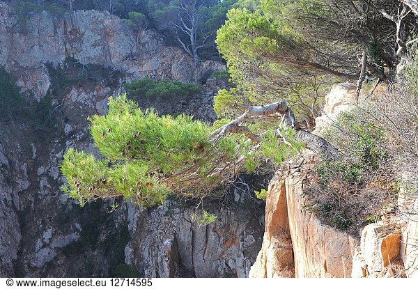 Aleppo pine (Pinus halepensis) is a coniferous tree native to Mediterranean Basin. It is specially abundant in eastern Spain. This photo was taken in Costa Brava  Girona province  Catalonia  Spain.