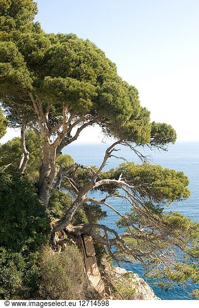 Aleppo pine (Pinus halepensis) is a coniferous tree native to Mediterranean Basin. It is specially abundant in eastern Spain. This photo was taken in Costa Brava  Girona province  Catalonia  Spain.