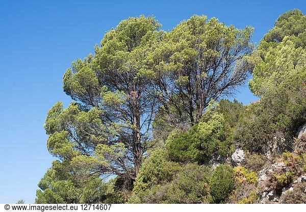 Aleppo pine (Pinus halepensis) is a coniferous tree native to Mediterranean Basin. It is specially abundant in eastern Spain. This photo was taken in Tinensa de Benifassa Castellon province Comunidad Valenciana Spain.