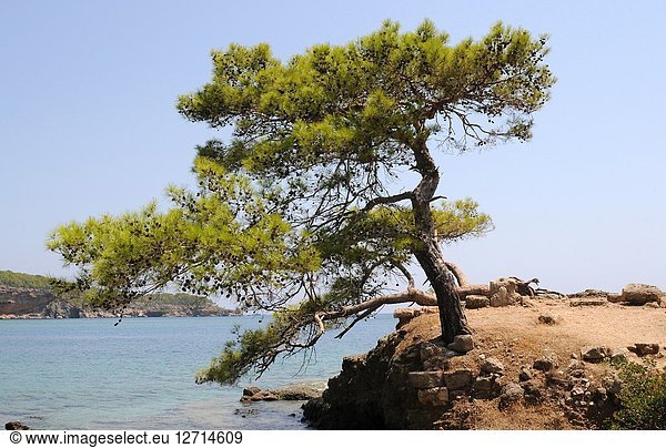 Aleppo pine (Pinus halepensis) is a coniferous tree native to Mediterranean Basin. It is specially abundant in eastern Spain. This photo was taken in Turkey.