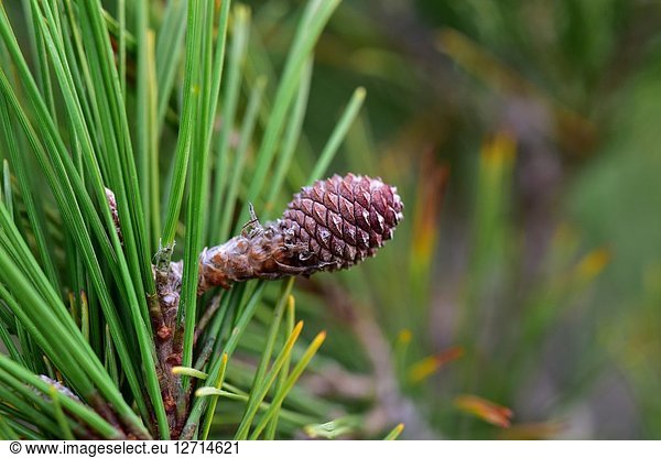 Aleppo pine (Pinus halepensis) is a coniferous tree native to Mediterranean Basin. It is specially abundant in eastern Spain. Young cone detail. This photo was taken in Cap Ras  Girona province  Catalonia  Spain.