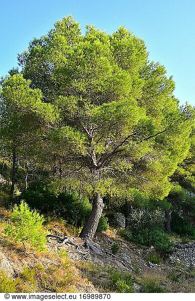 Aleppo pine (Pinus halepensis) is an evergreen coniferous tree native to Mediterranean basin  specially in eastern Spain. This photo was taken in El Card?  Tarragona province  Catalonia  Spain.