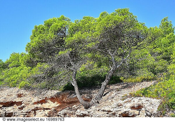Aleppo pine (Pinus halepensis) is an evergreen coniferous tree native to Mediterranean basin  specially in eastern Spain. This photo was taken in L'Ametlla de Mar  Tarragona province  Catalonia  Spain.