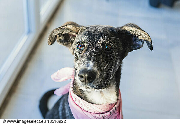 Alert dog wearing pink bandana