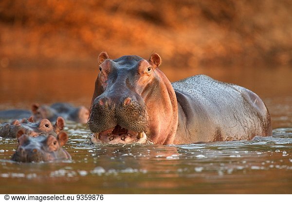 Alert hippopotamus (Nilpferd Amphibien)  Mana Pools Nationalpark  Simbabwe