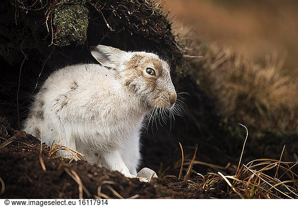 Alert Mountain Hare (Lepus timidus) in the Peak District  UK.