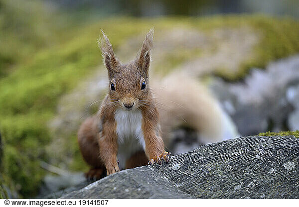 Alert red squirrel on tree branch