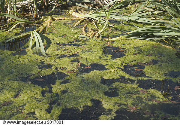 Algae on a water surface. Algae on a water surface.,Algae on a water ...