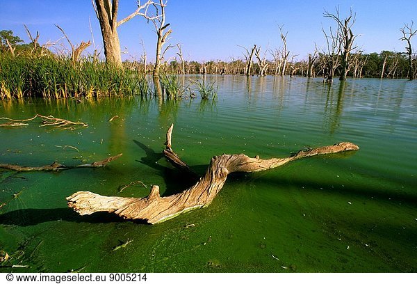Algal bloom in a eutrophied and stagnant floodplain wetland during a drought  Gum Swamp  Lachlan River  Forbes  New South Wales  Australia