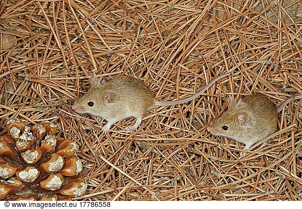 Algerian house mouse  Algerian house mice  mice  rodents  mammals  animals  Algerian Mouse (Mus spretus) two adults  standing on pine needles  Spain  September (controlled)  Europe