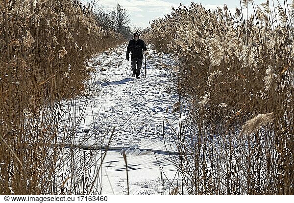 Algonac  Michigan - Ein Mann wandert im St. John's Marsh  einer feuchten Prärie mit Wander- und Kanustrecken. Einheimische Rohrkolben und andere Pflanzen wurden weitgehend durch die invasive Phragmite ersetzt.