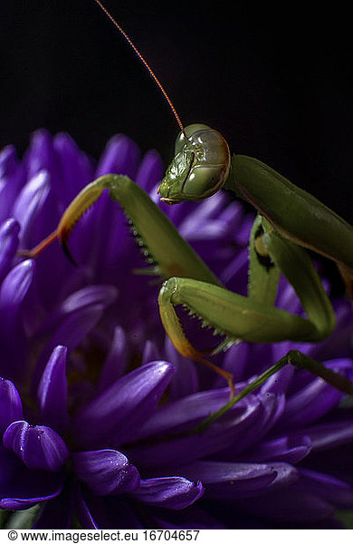 Alien looking green Praying Mantis on a purple Callistephus