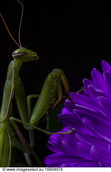 Alien looking green Praying Mantis on a purple Daisy flower