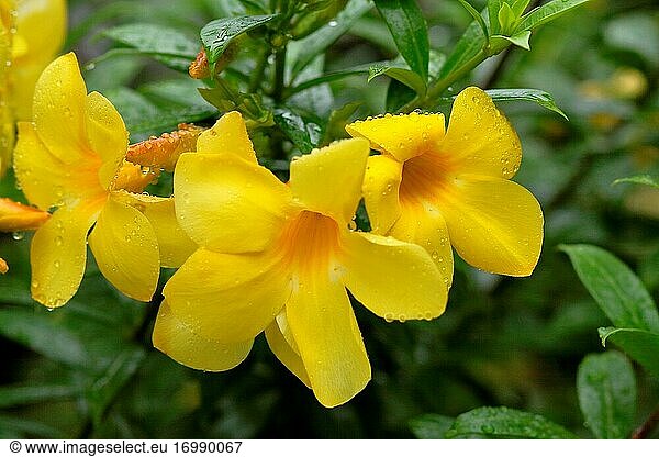 Allamanda cathartica  Allamsnda schottii  tropische blume  asien